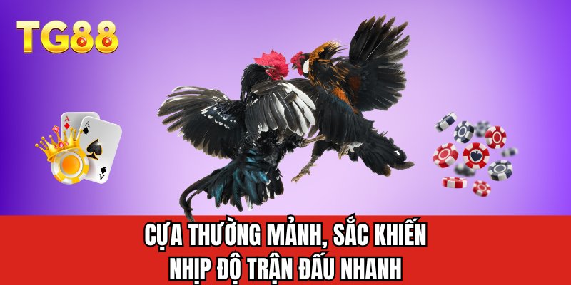 Cựa thường mảnh, sắc khiến nhịp độ trận đấu nhanh