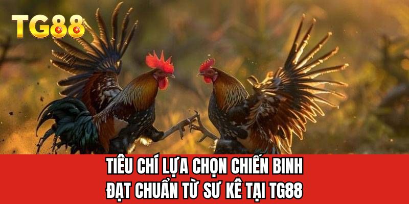 Tiêu chí lựa chọn chiến binh đạt chuẩn từ sư kê tại TG88